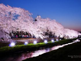 野川 夜桜 ライトアップ 2018